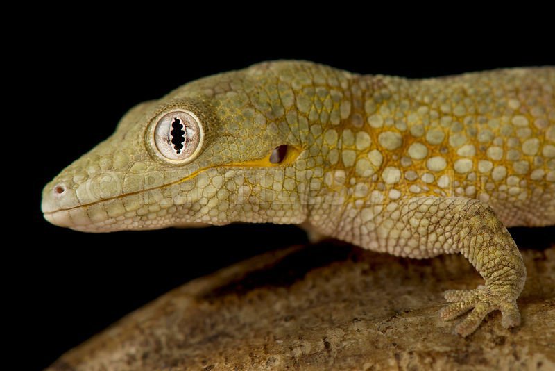 Meet Eurydactylodes agricolae: The Gecko with a Sticky Personality and a Big Heart