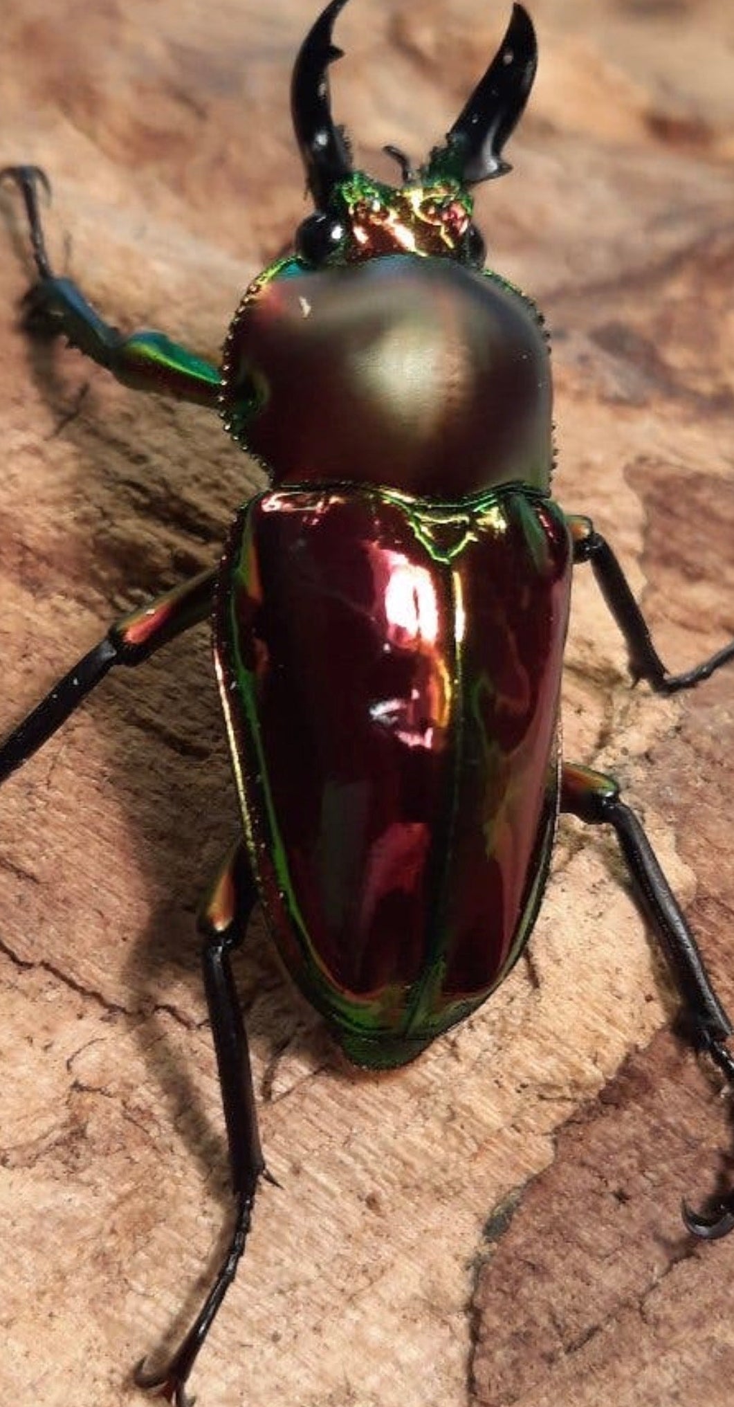Phalacrognathus muelleri