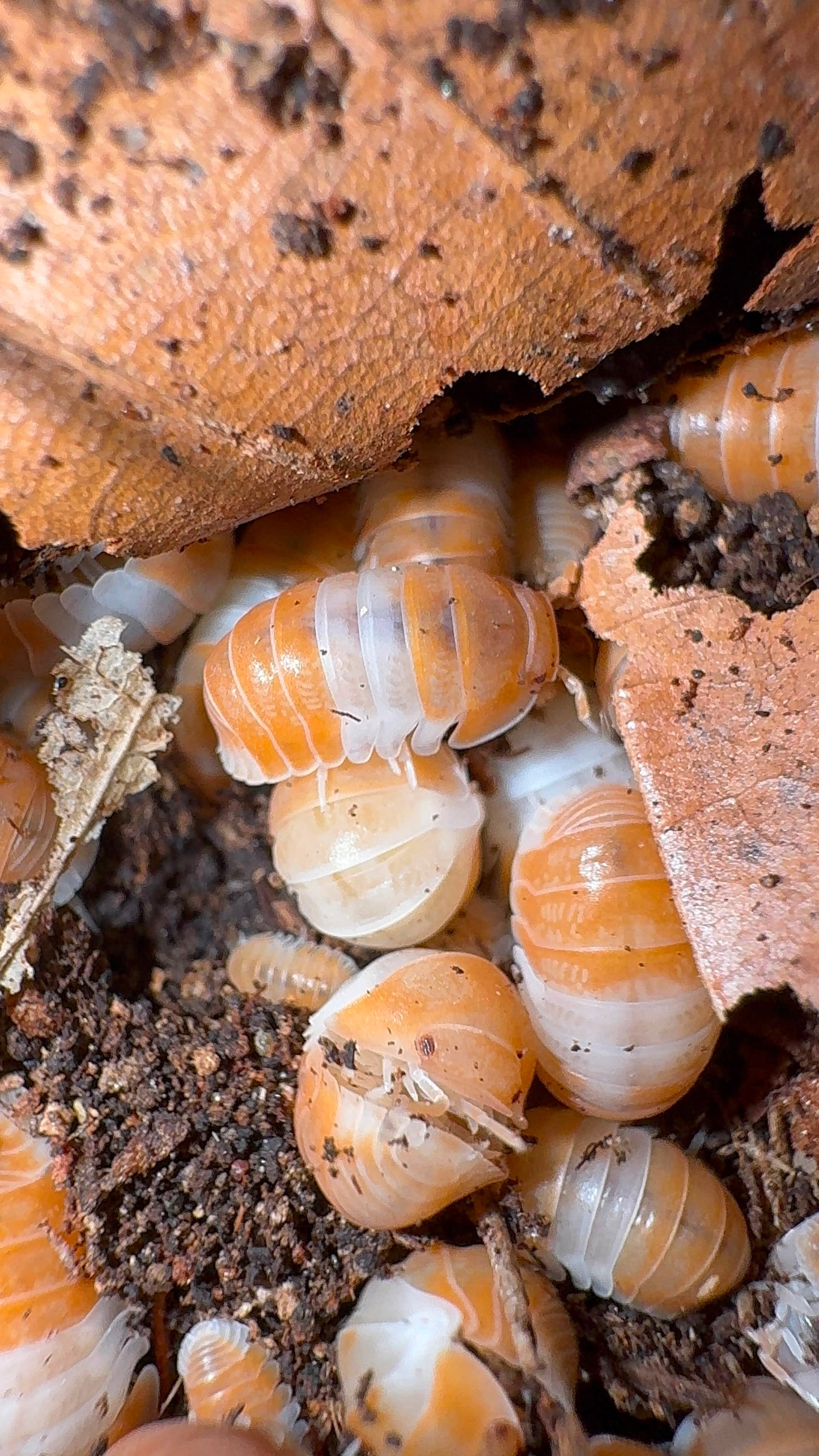Cubaris sp. 'Orange Panda King'