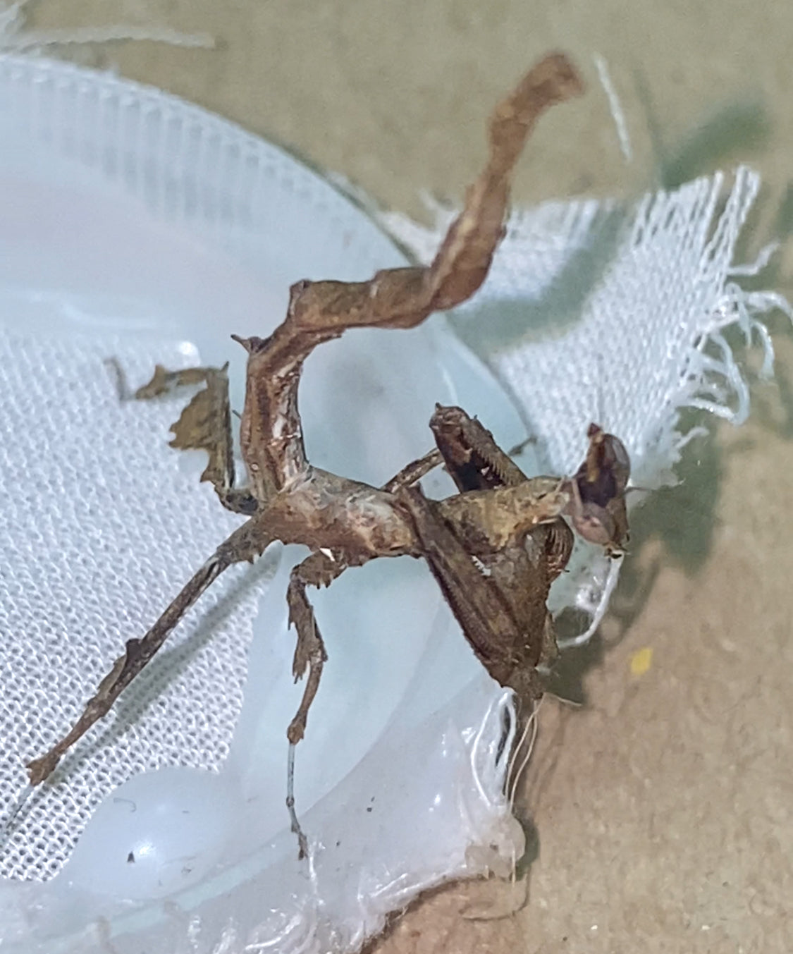 Stenophylla lobivertex