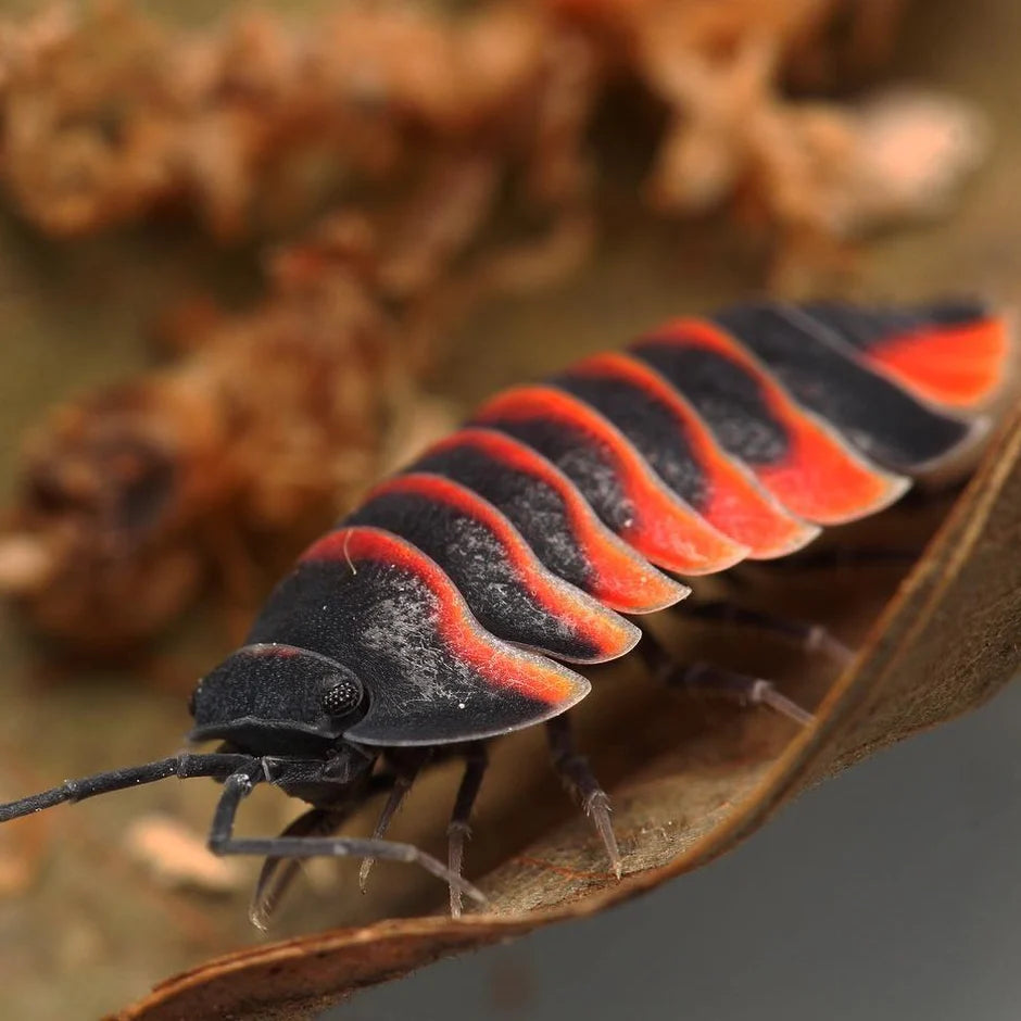 Ardentiella sp. "Ember Bee"