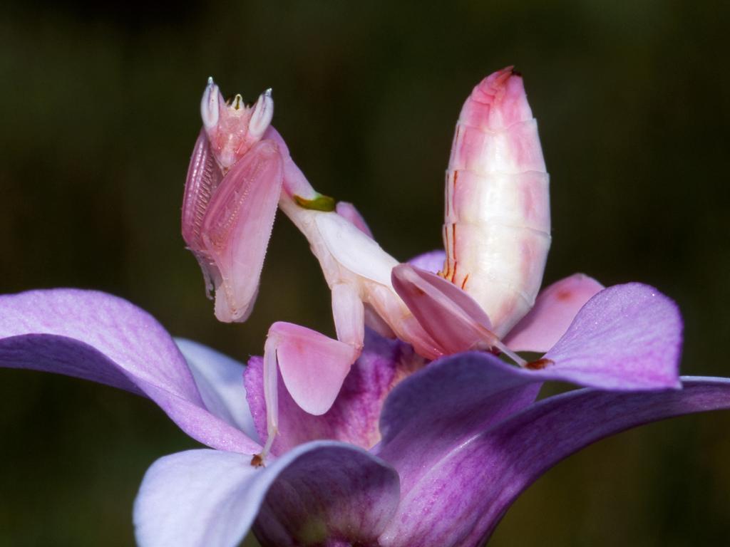 flower mantis lavender Hymenopus coronatus – Peeters Reptiles