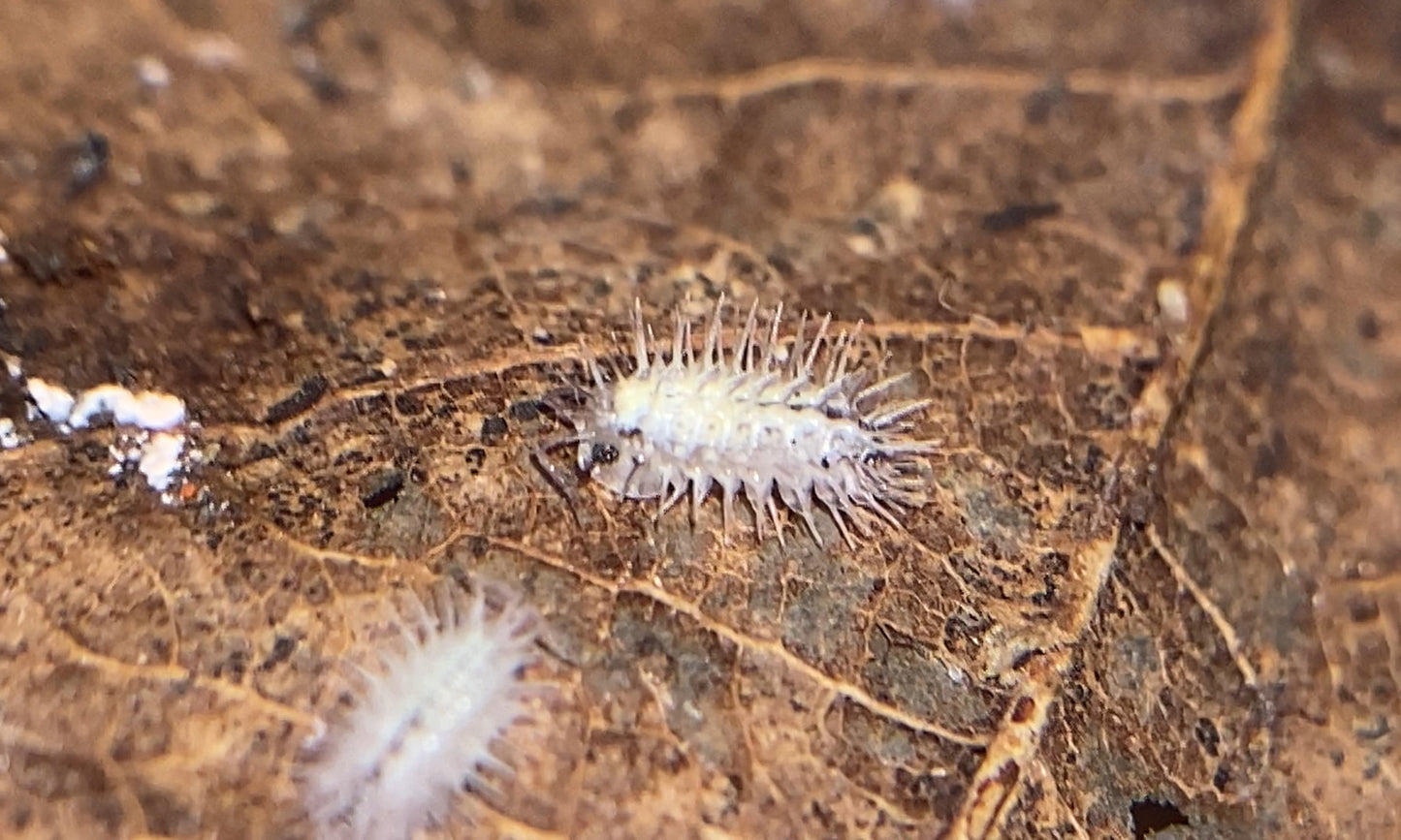 Laureola sp. 'Ivory Spiky'