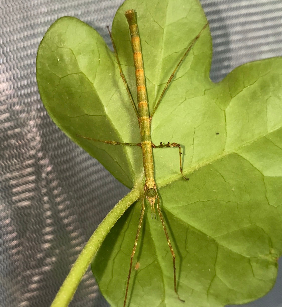 Lobofemora scheirei