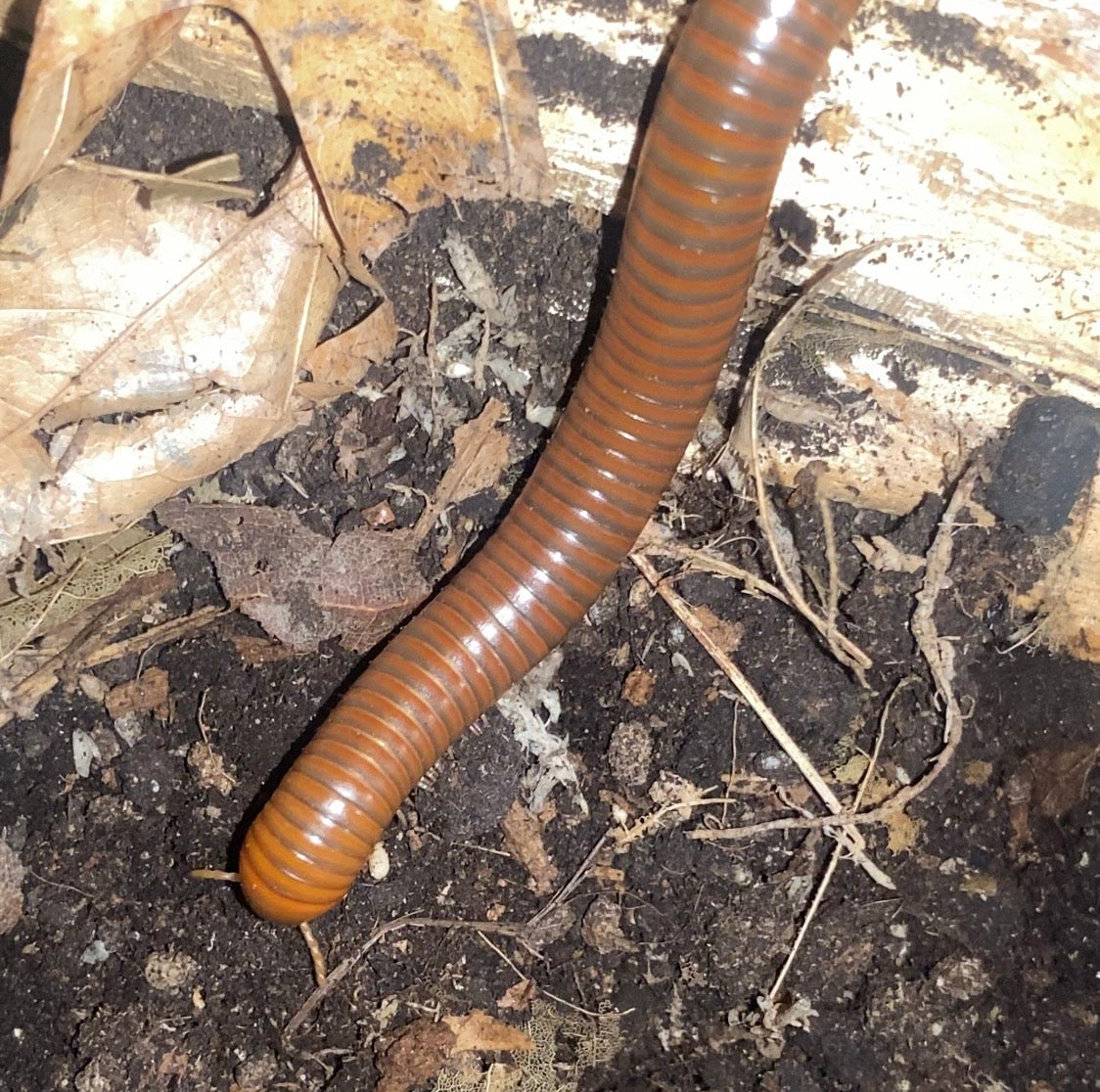 Spirostreptus sp. 1 'Tanzania'