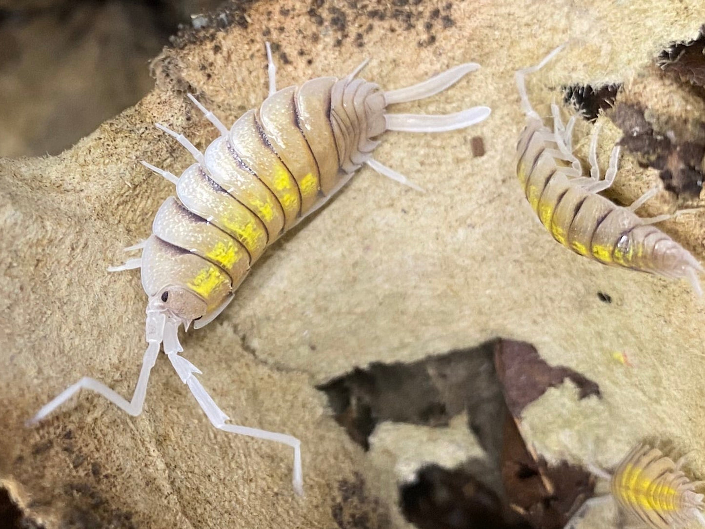 Porcellio bolivari 'Yellow Ghost'