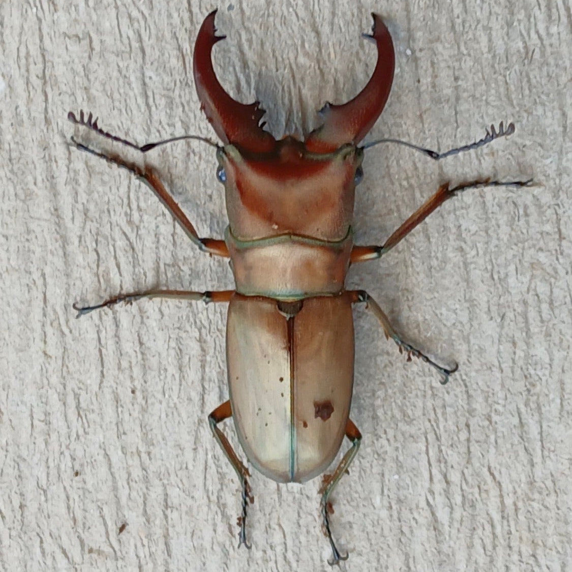 Cyclommatus Mniszechi