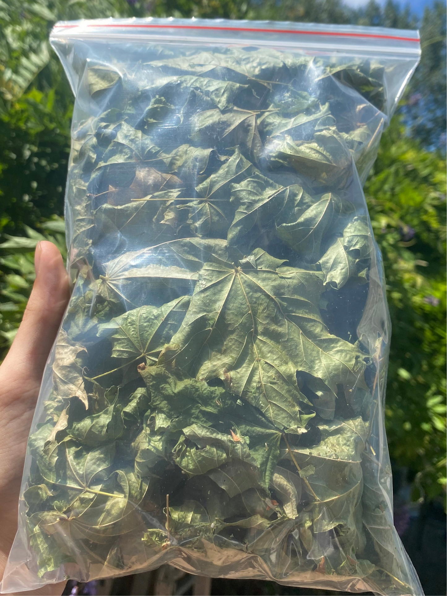 Premium Leaf Litter