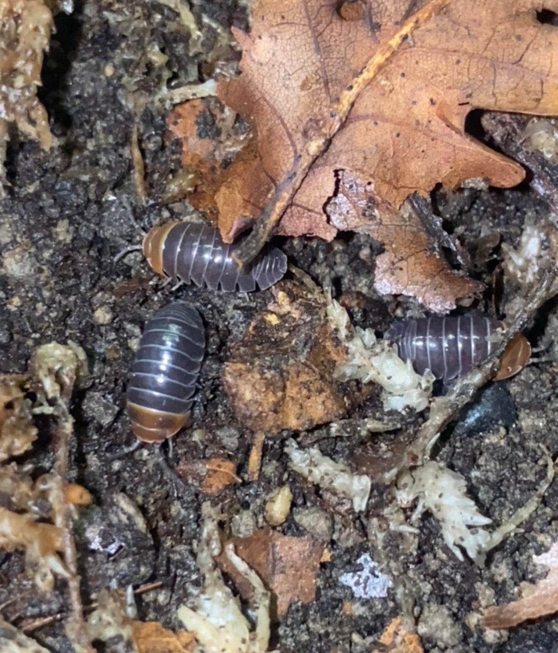 Armadillidium flavoscutatum “Red Head”