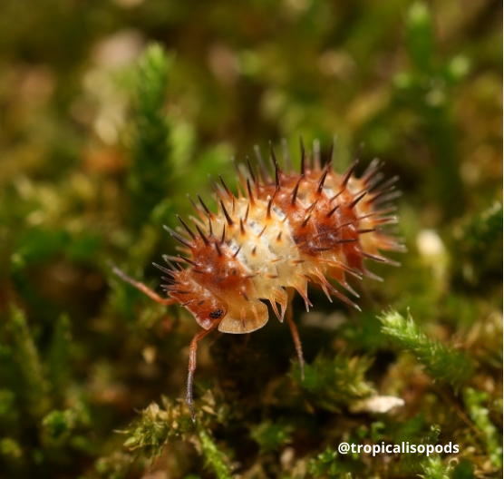 Laureola sp. 'magma'