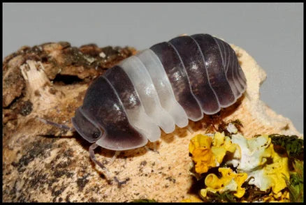 Cubaris sp. 'Panda King'