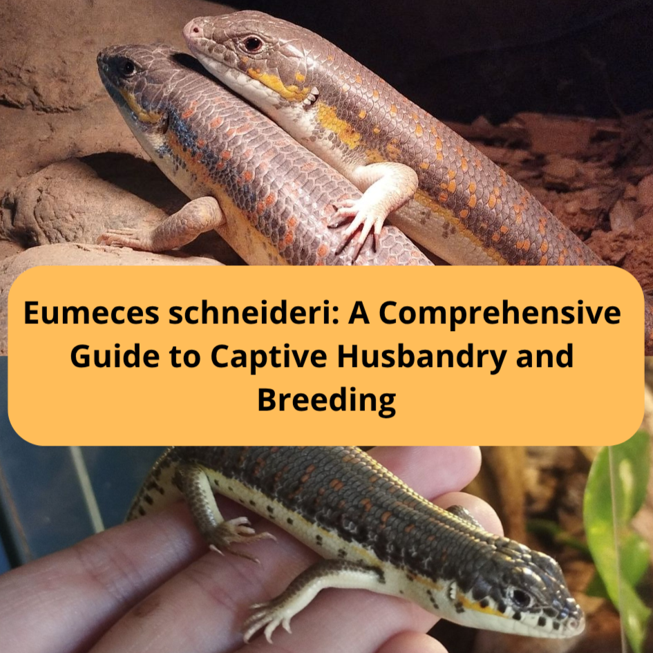 Eumeces schneideri Care & Breeding Guide 2025