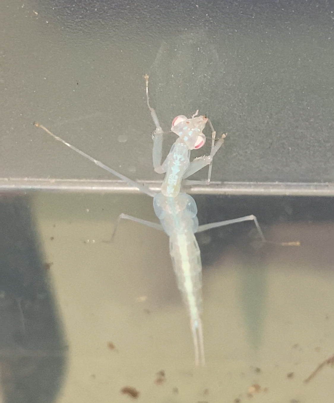 Sinomantis denticulata