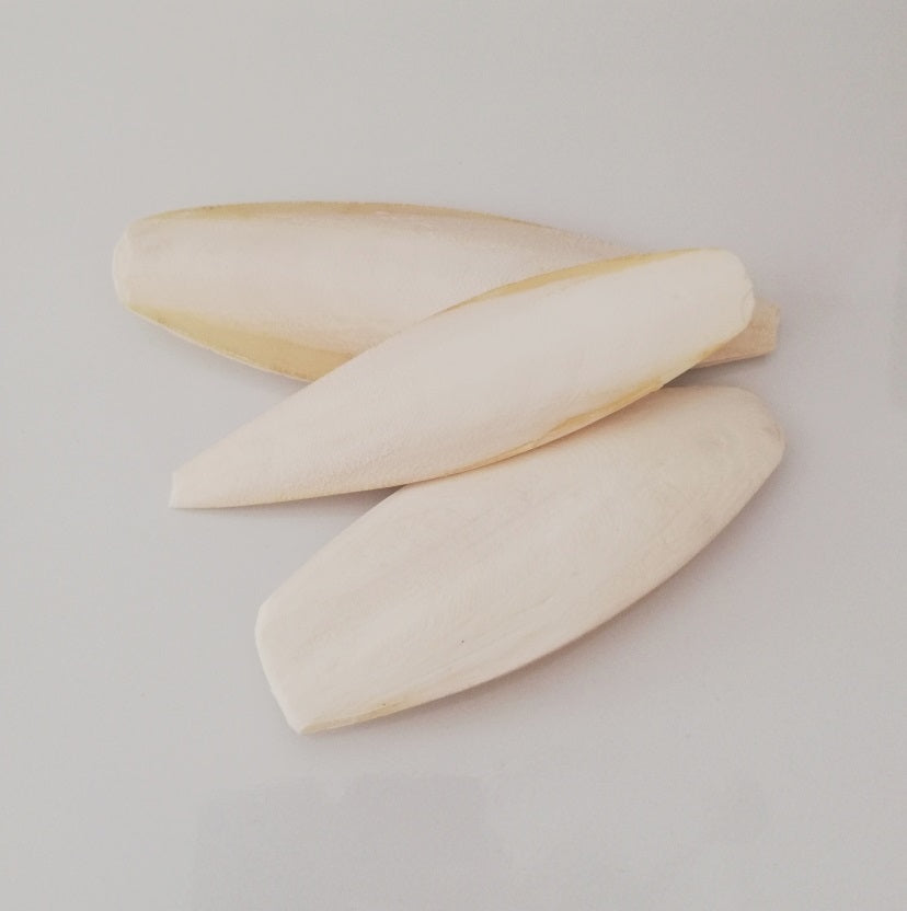 Sepia - cuttlefish bone