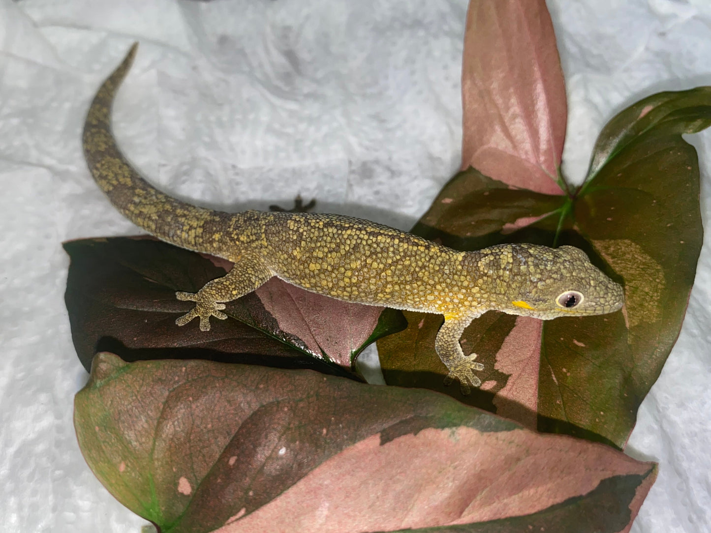 Eurydactylodes Care & Breeding Guide Complete Husbandry, Breeding, and Natural History