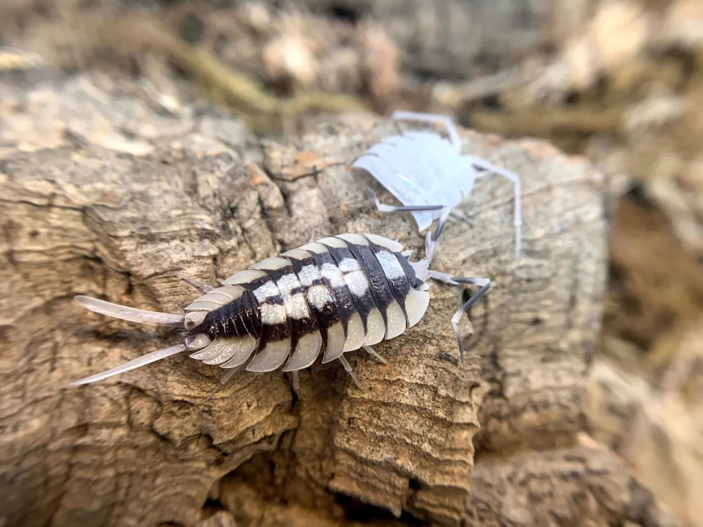 Porcellio expansus