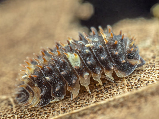 Armadillidae sp. “Devil Mask”