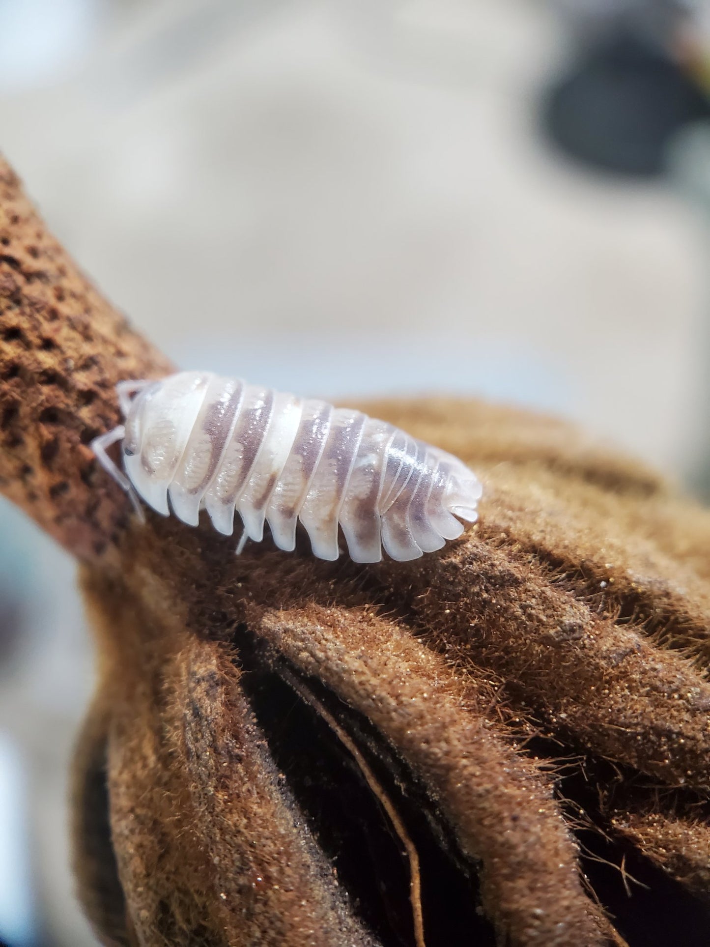 Armadillidium espanyoli 'Marbelized'