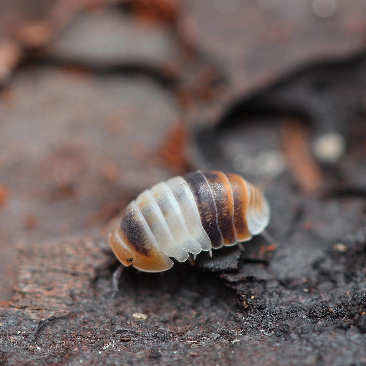 Cubaris sp. 'White Shark'