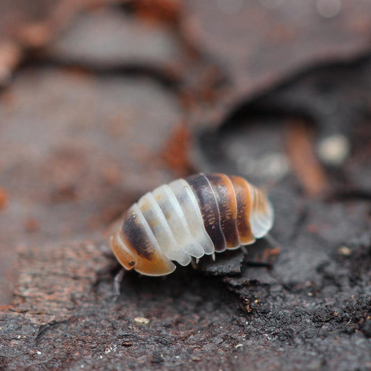 Cubaris sp. 'White Shark'