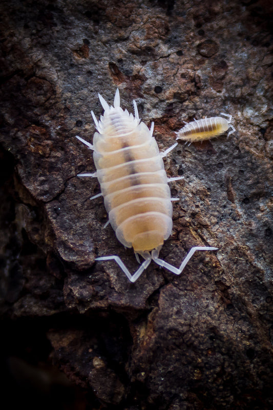 Porcellionides pruinosus 'White Out'