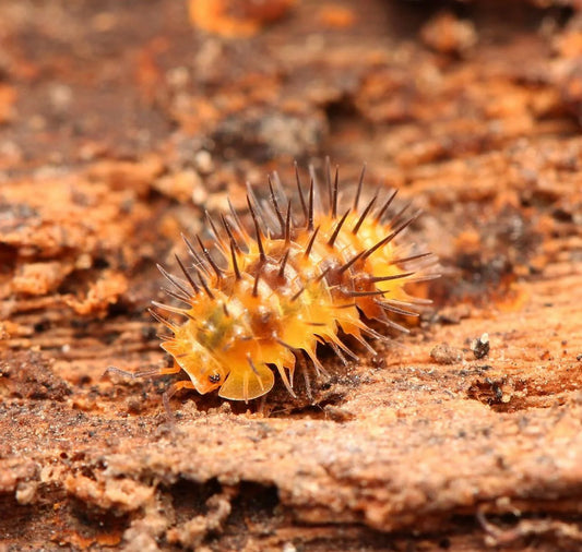 Laureola sp. “Durian”