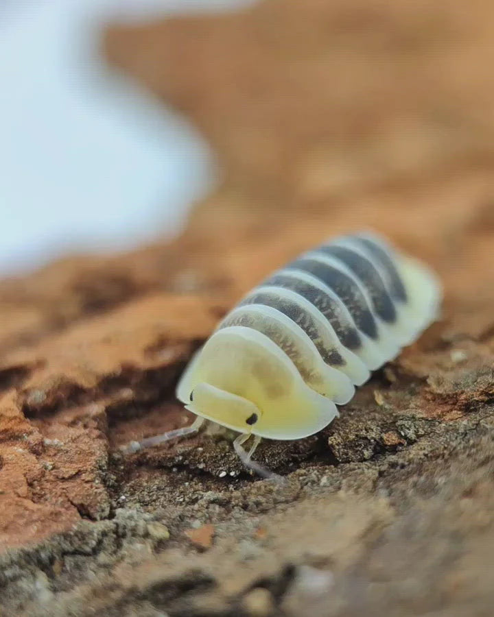 Cubaris sp. Jupiter