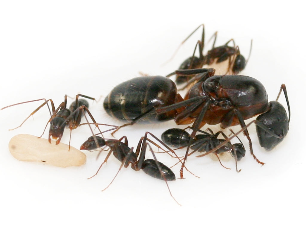 camponotus barbaricus