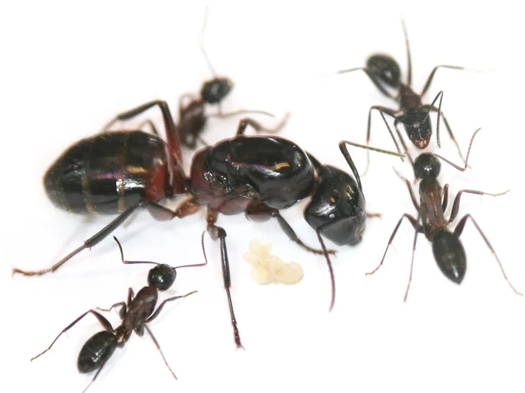 camponotus ligniperda