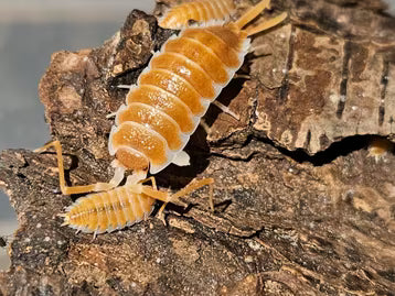 Porcellio hoffmannseggii 'Orange'