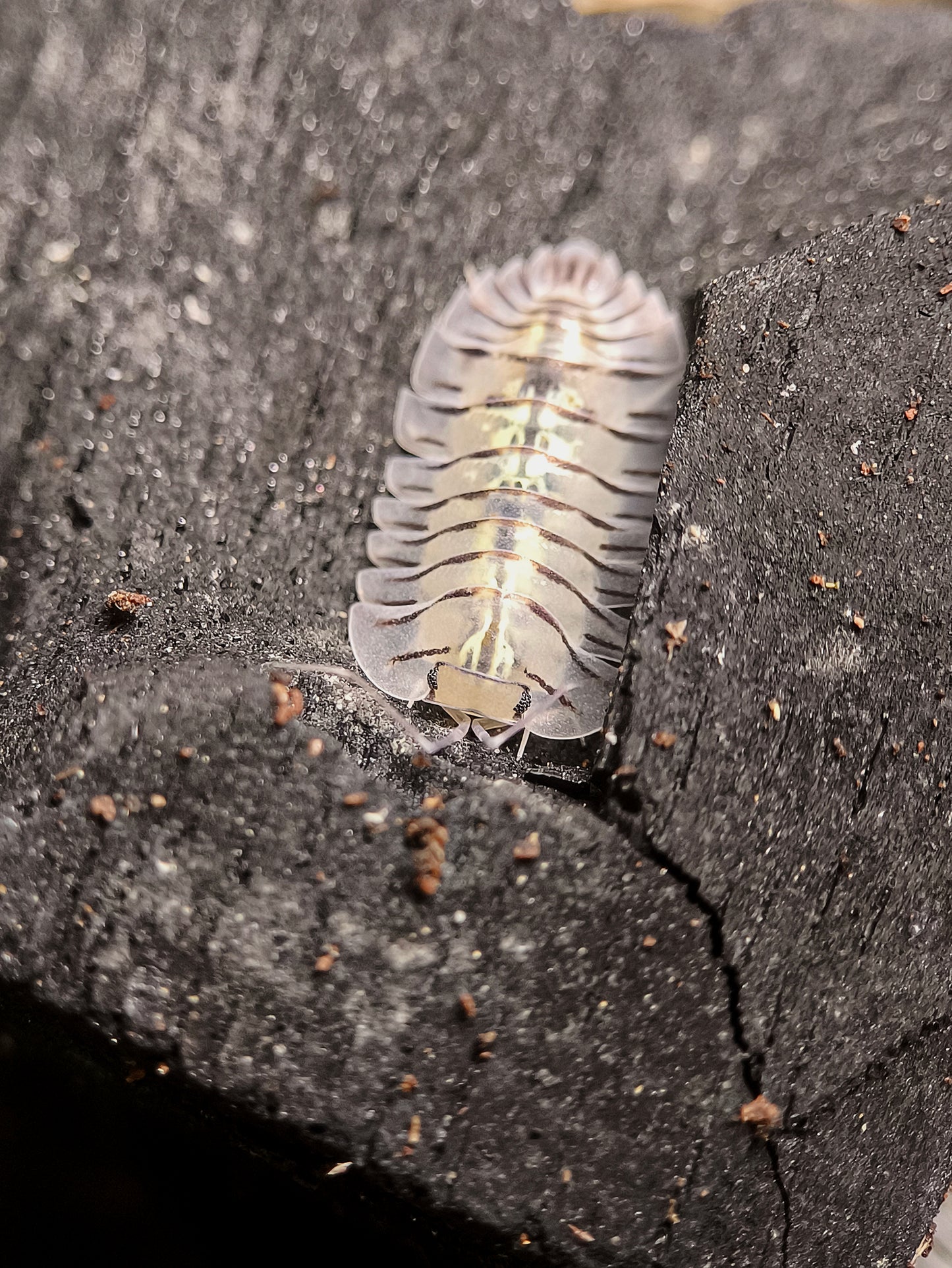 Troglodillo sp. 'Moth'