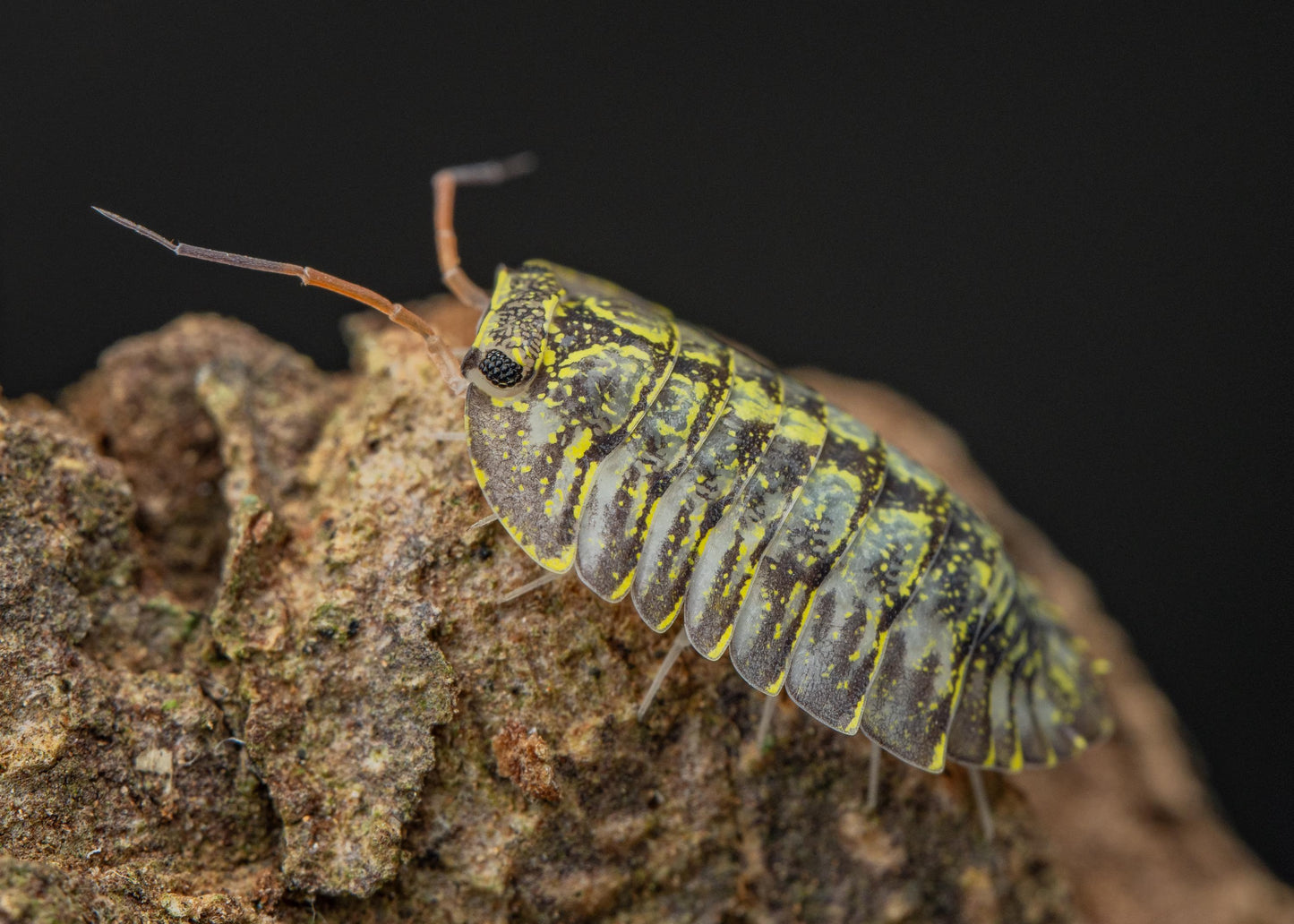 Troglodillo sp. 'Green Spot'