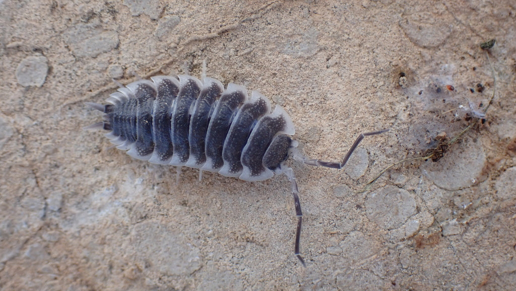 Porcellio hoffmannseggii