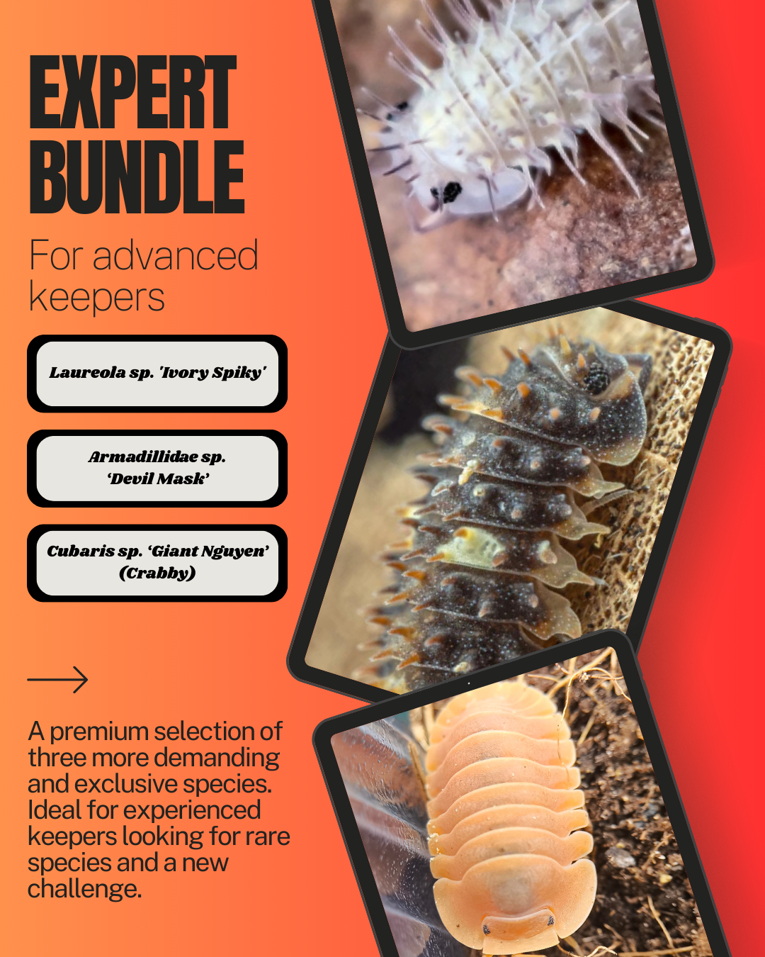Isopod Bundles – Starter, Intermediate & Expert
