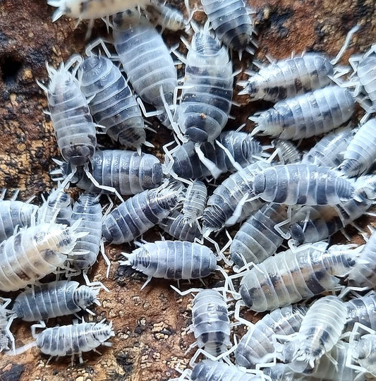 Porcellionides pruinosus 'Oreo crumble'