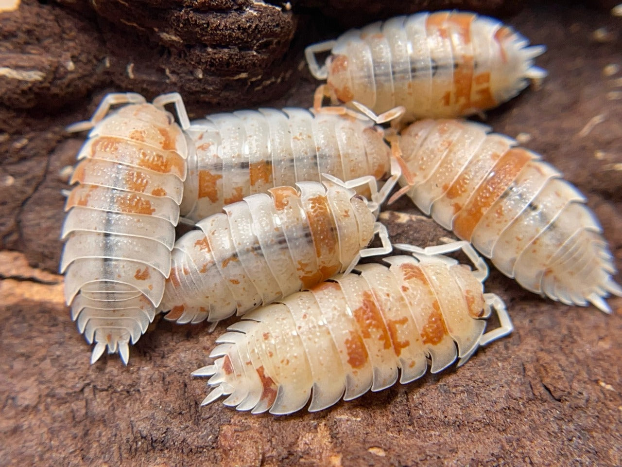 Porcellionides pruinosus 'Orange Koi'