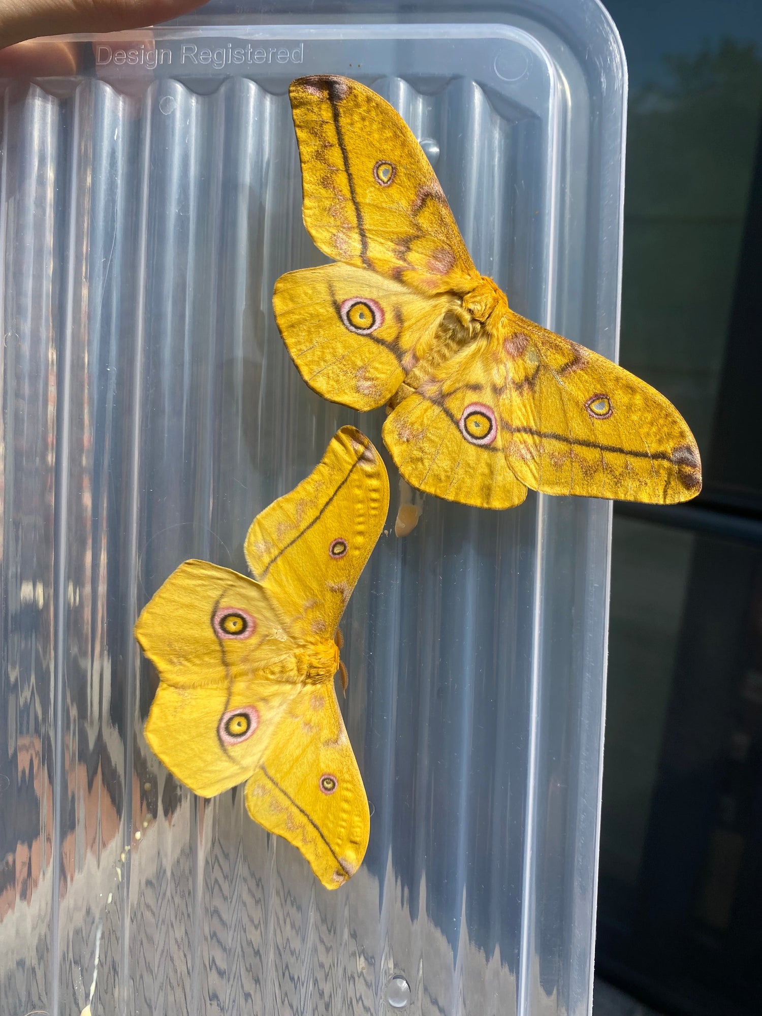 Other Insects