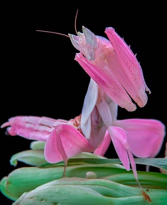 Praying Mantises (Mantodea)