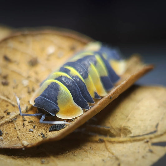 Ardentiella sp. “Yellow Phoenix”