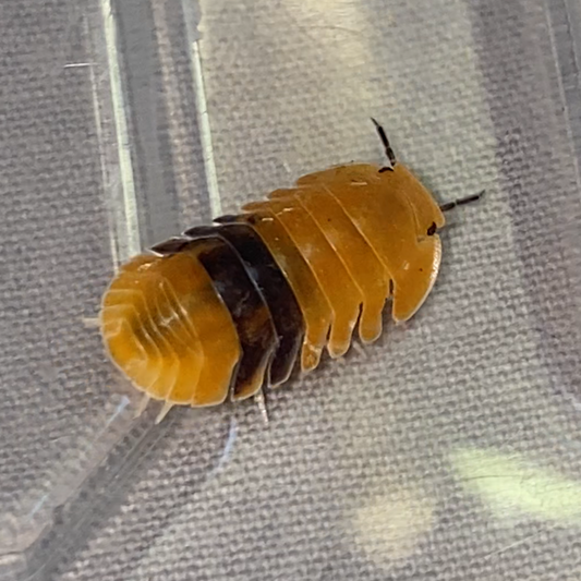 Cubaris sp. Amber