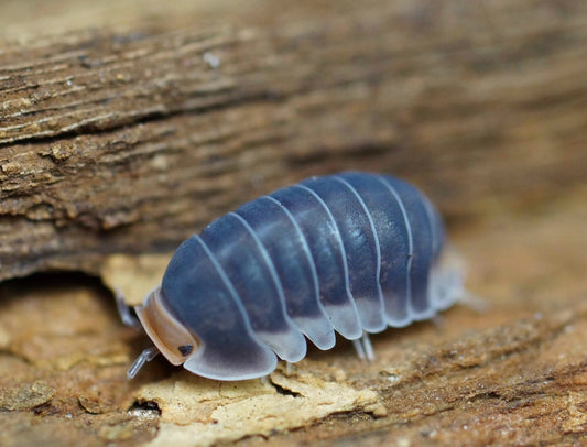 Cubaris sp. 'Pak Chong'
