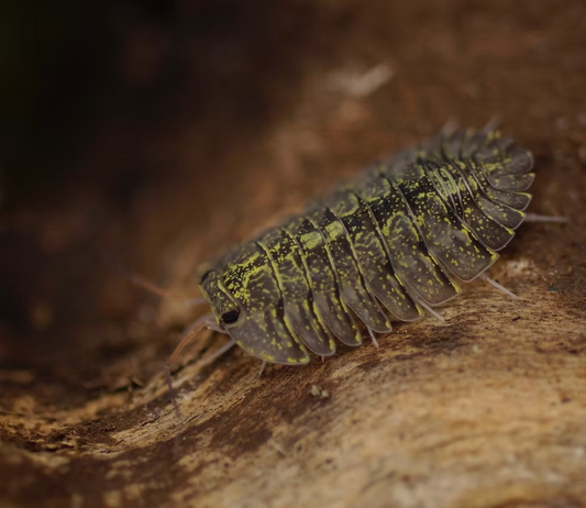 troglodillo sp ‘green spot’