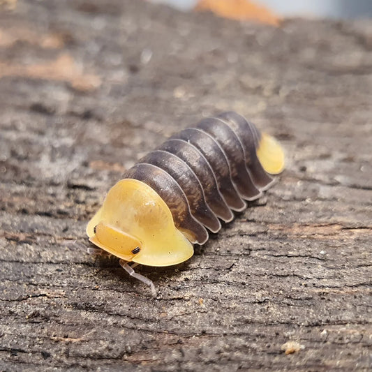 12x Cubaris sp. Rubber ducky