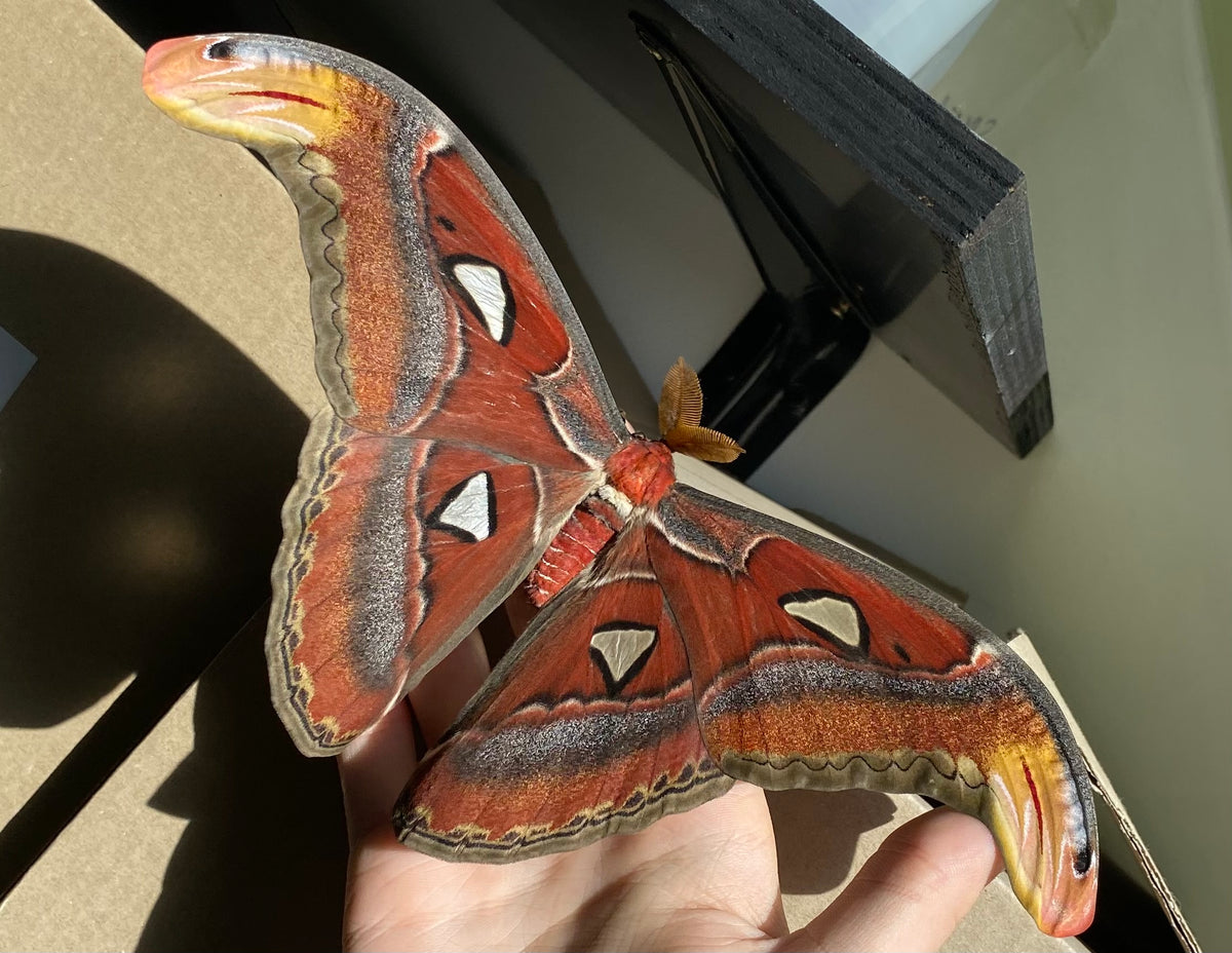 Attacus Atlas