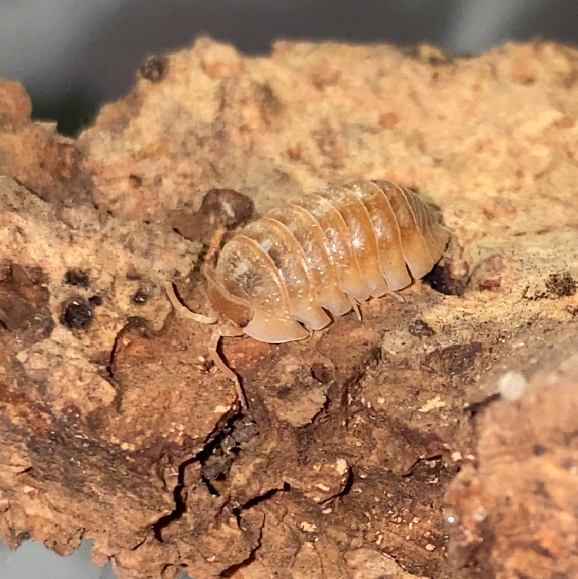 Armadillidium hauseni 'Triceratops'