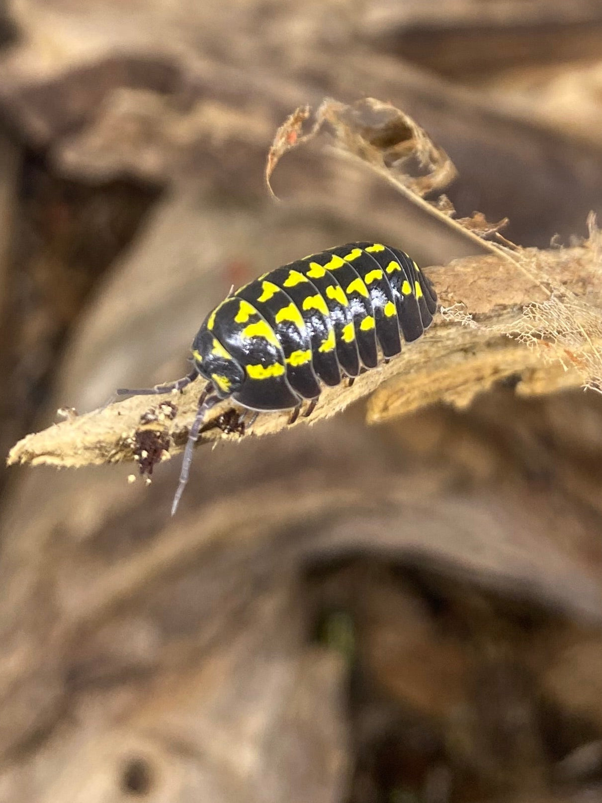 Armadillidium gestroi