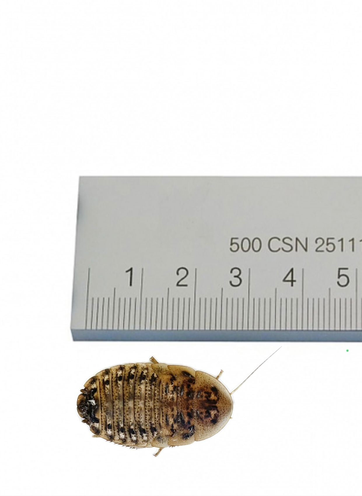 Dubia Roaches