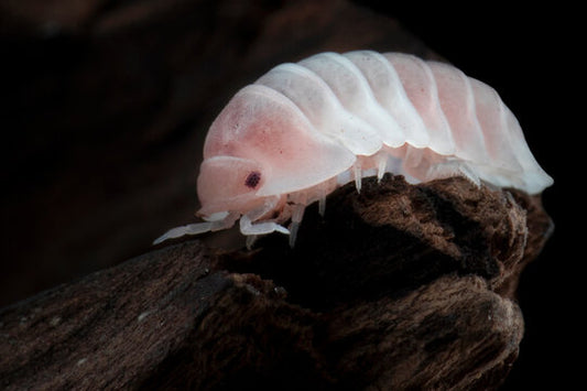 Cubaris sp. 'Pink Panda'