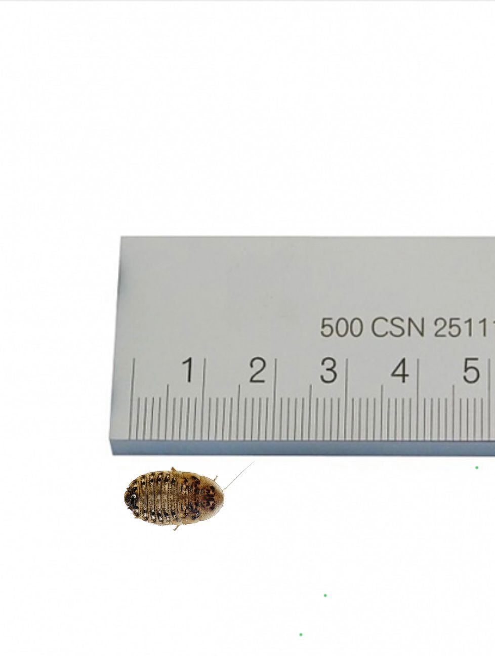 Dubia Roaches