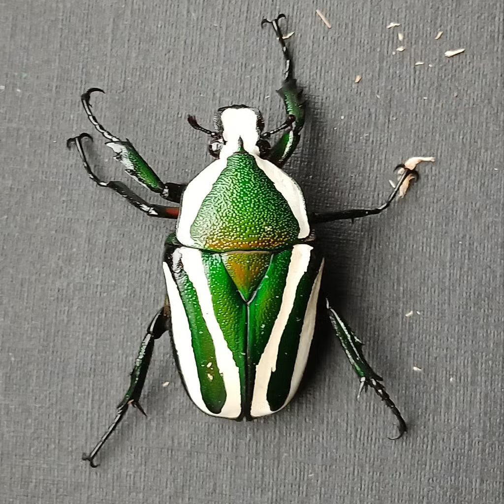 Dicronorhina Derbyana Derbyana